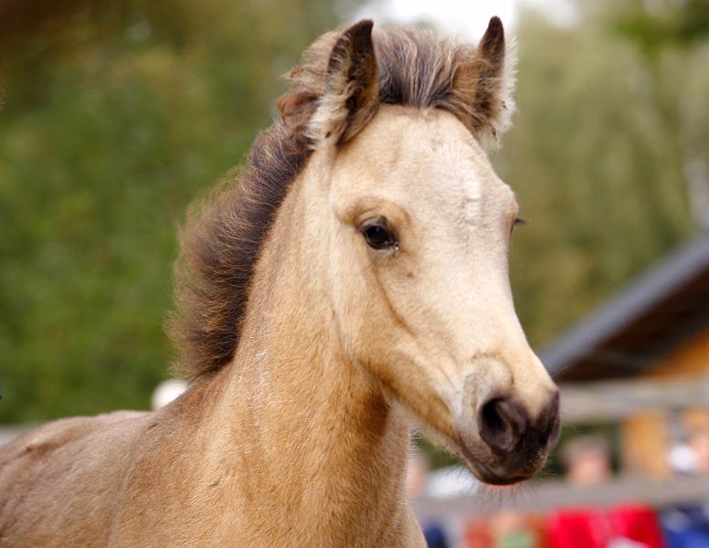 Diva von Heidmoor c.jpg